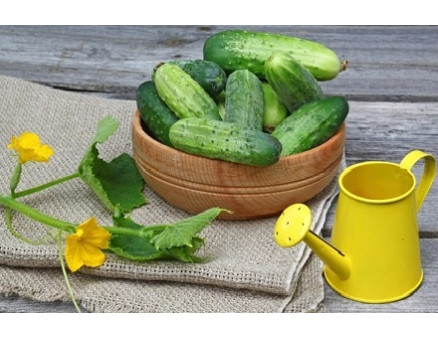 Чем и когда подкармливать огурцы?