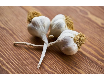 Чем и как правильно обрабатывать чеснок перед посадкой?