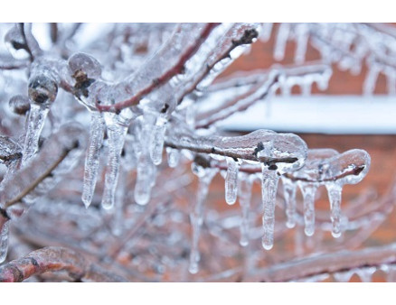 Чем грозит мороз деревьям? Морозобоины и другие проблемы Чем грозит мороз деревьям? Морозобоины и другие проблемы