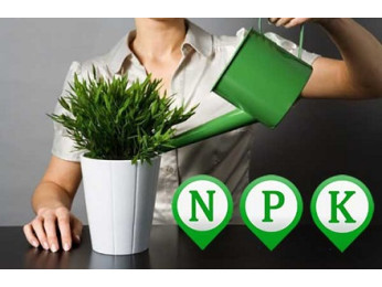 Нужно ли подкармливать комнатные растения зимой: мифы и реальность