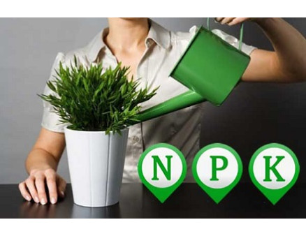 Чи потрібно підгодовувати кімнатні рослини взимку: міфи та реальність Чи потрібно підгодовувати кімнатні рослини взимку: міфи та реальність