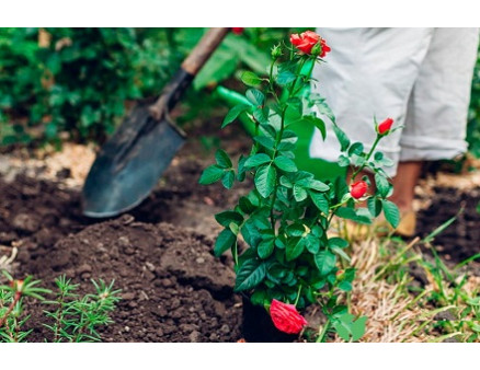 Почему следует пересаживать розы осенью?