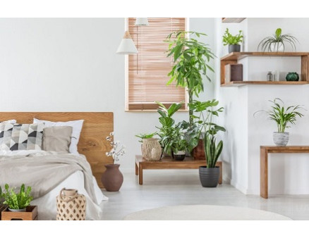 Стоит ли держать в спальне комнатные растения?