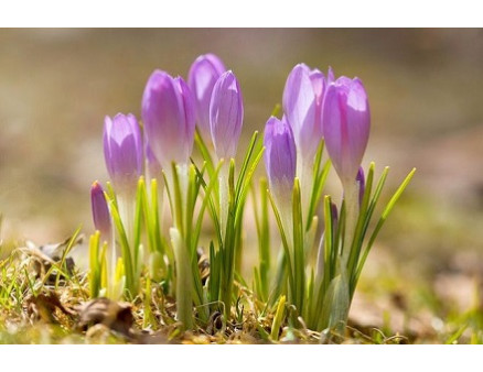 Луковичные цветы: особенности посадки и ухода