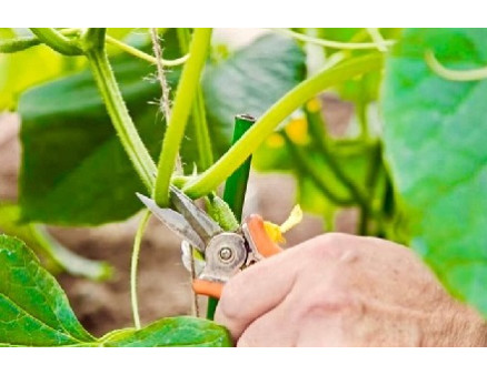 Для чего опытные дачники обрезают листья у огурцов?