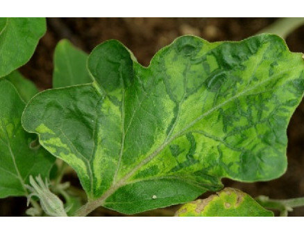 Дефицит магния: как проявляется у растений. Причины магниевого голодания Дефицит магния: как проявляется у растений. Причины магниевого голодания