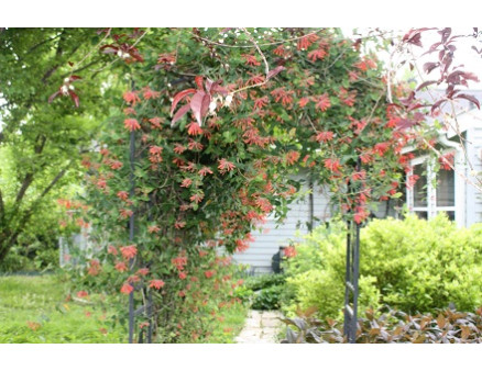 Декоративная жимолость для сада