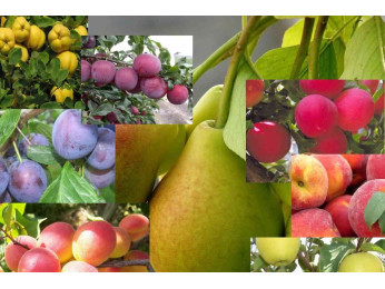 Совместимость деревьев в саду. Какие деревья нельзя сажать вместе?