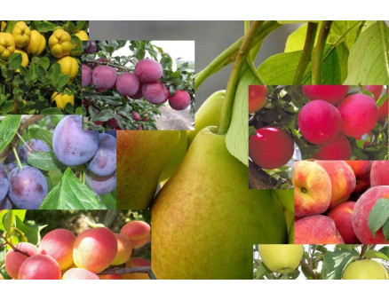 Совместимость деревьев в саду. Какие деревья нельзя сажать вместе? Совместимость деревьев в саду. Какие деревья нельзя сажать вместе?