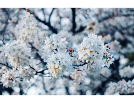 Особенности ухода за плодовыми деревьями весной