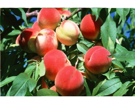 Уход за персиком осенью: обрезка, подкормка и подготовка к зиме