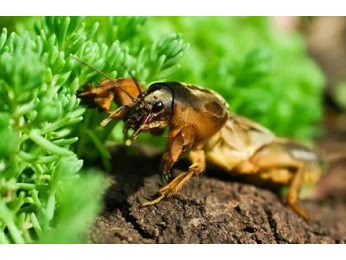 Ефективні методи боротьби з капустянкою (медведкою)