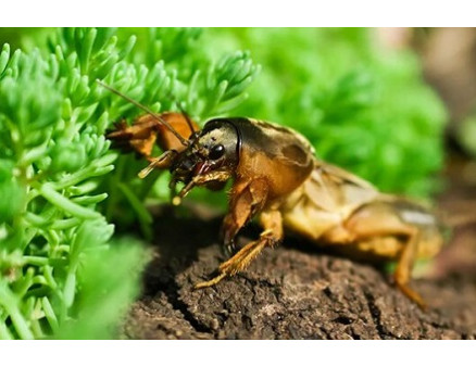 Эффективные методы борьбы с капустянкой (медведкой)