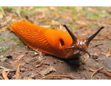 Экологические методы борьбы с улитками