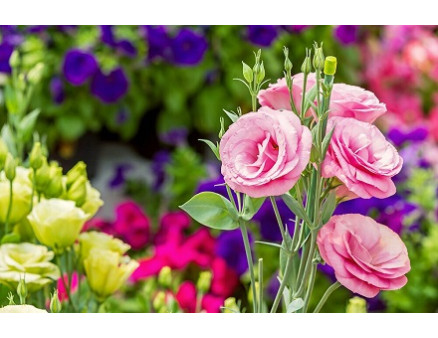 Эустома: выращивание в саду и теплице