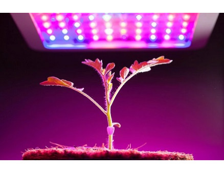 Фитолампы: какие бывают и какую выбрать?