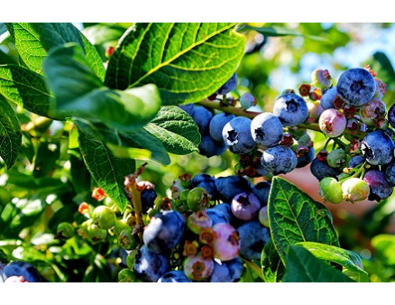 Флоровит для голубики: характеристики удобрения и рекомендации к использованию Флоровит для голубики: характеристики удобрения и рекомендации к использованию