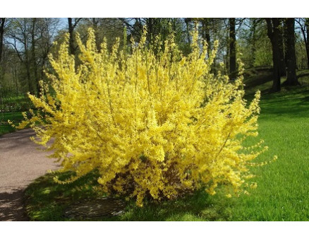 Форзиция: выбор сорта, посадка, размножение и уход