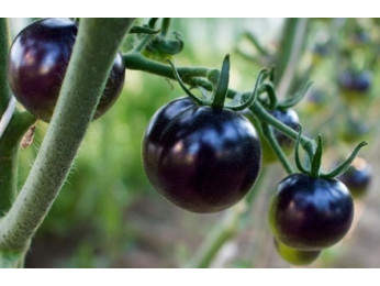 10 самых странных сортов и гибридов томатов: а вы такие сажали?