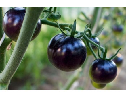 10 самых странных сортов и гибридов томатов: а вы такие сажали?