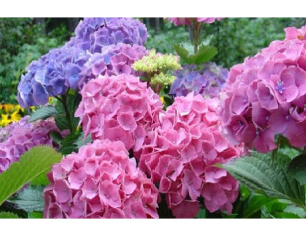 Особенности посадки и ухода за гортензией на участке Особенности посадки и ухода за гортензией на участке