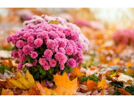 Готовим хризантемы к зиме: полезные советы и рекомендации