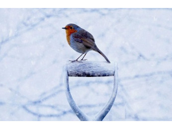 Грудневі турботи садівника, чи можна уже відпочити?