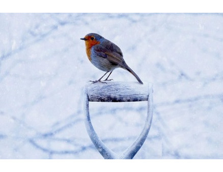 Декабрьские заботы садовода, можно ли уже отдохнуть? Декабрьские заботы садовода, можно ли уже отдохнуть?