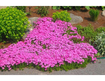 Почвопокровные растения: какие выбрать? Почвопокровные растения: какие выбрать?