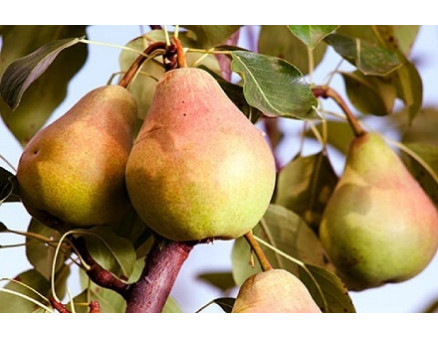 Груша трескается и гниет на дереве. Что делать? Груша трескается и гниет на дереве. Что делать?