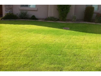 Почему желтеет газон и как правильно ухаживать за ним