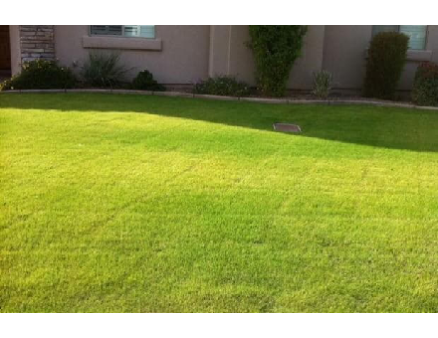 Почему желтеет газон и как правильно ухаживать за ним Почему желтеет газон и как правильно ухаживать за ним