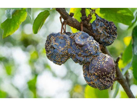 Гниет слива на ветках: какая причина и что делать?