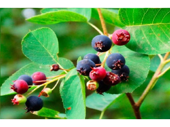 Ірга - невимогливий плодоносний кущ