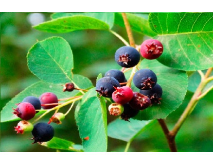 Ирга — нетребовательный плодоносящий кустарник