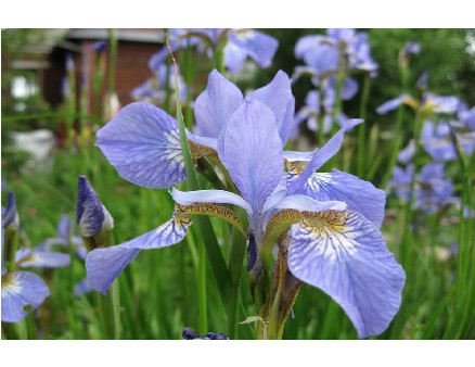 Как ухаживать за ирисами в осенний период и их подготовка зиме Как ухаживать за ирисами в осенний период и их подготовка зиме