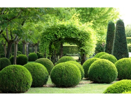 Изабион, как удобрение №1 для декоративных растений