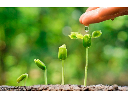 Как использовать регуляторы роста и почему они полезны для садоводов 