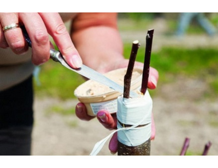 Как привить плодовые деревья Как привить плодовые деревья