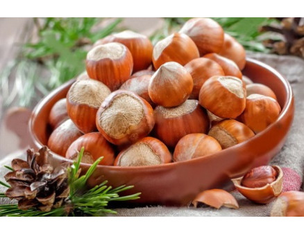 Как правильно выращивать фундук