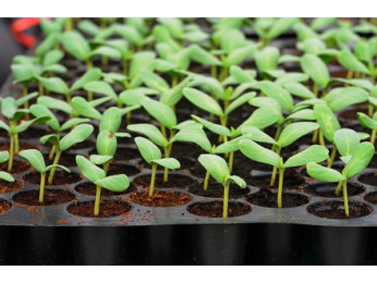 Касети та горщики для розсади: яке насіння у що краще сіяти?