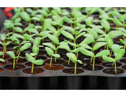 Кассеты и горшки для рассады: какие семена во что лучше сеять?