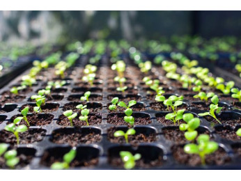 Стоит ли покупать кассеты для рассады? Преимущества и разновидности