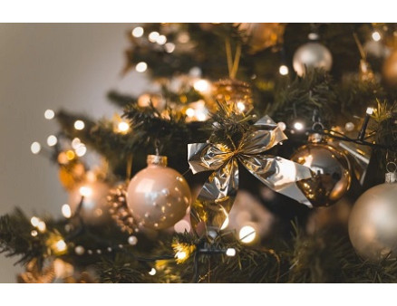 Комнатные растения, которые украсят ваш дом на Рождество и Новый год