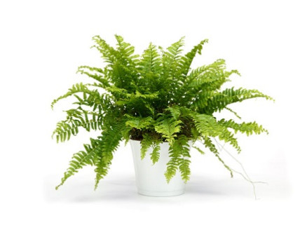 Які кімнатні рослини добре зволожують повітря? 