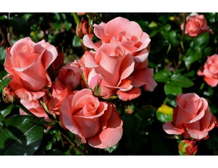 Классификация садовых роз 