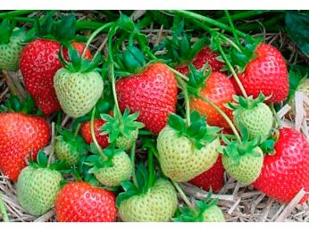 Клубника Фриго: основные особенности выращивания