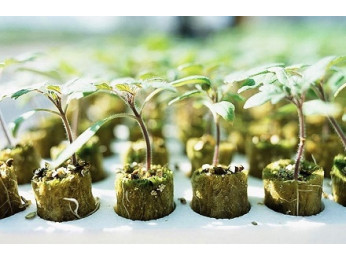 Кокосовые таблетки для выращивания рассады: как именно их используют?