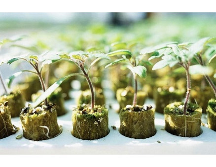 Кокосові таблетки для вирощування розсади: як саме їх використовують?