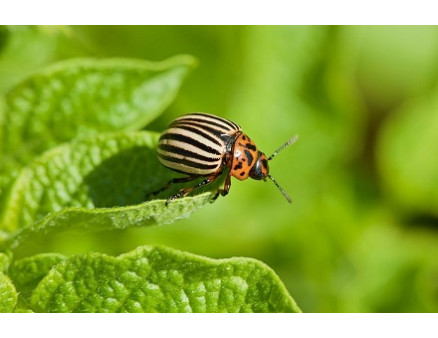 Колорадский жук: как с ним бороться и какие препараты использовать? Колорадский жук: как с ним бороться и какие препараты использовать?